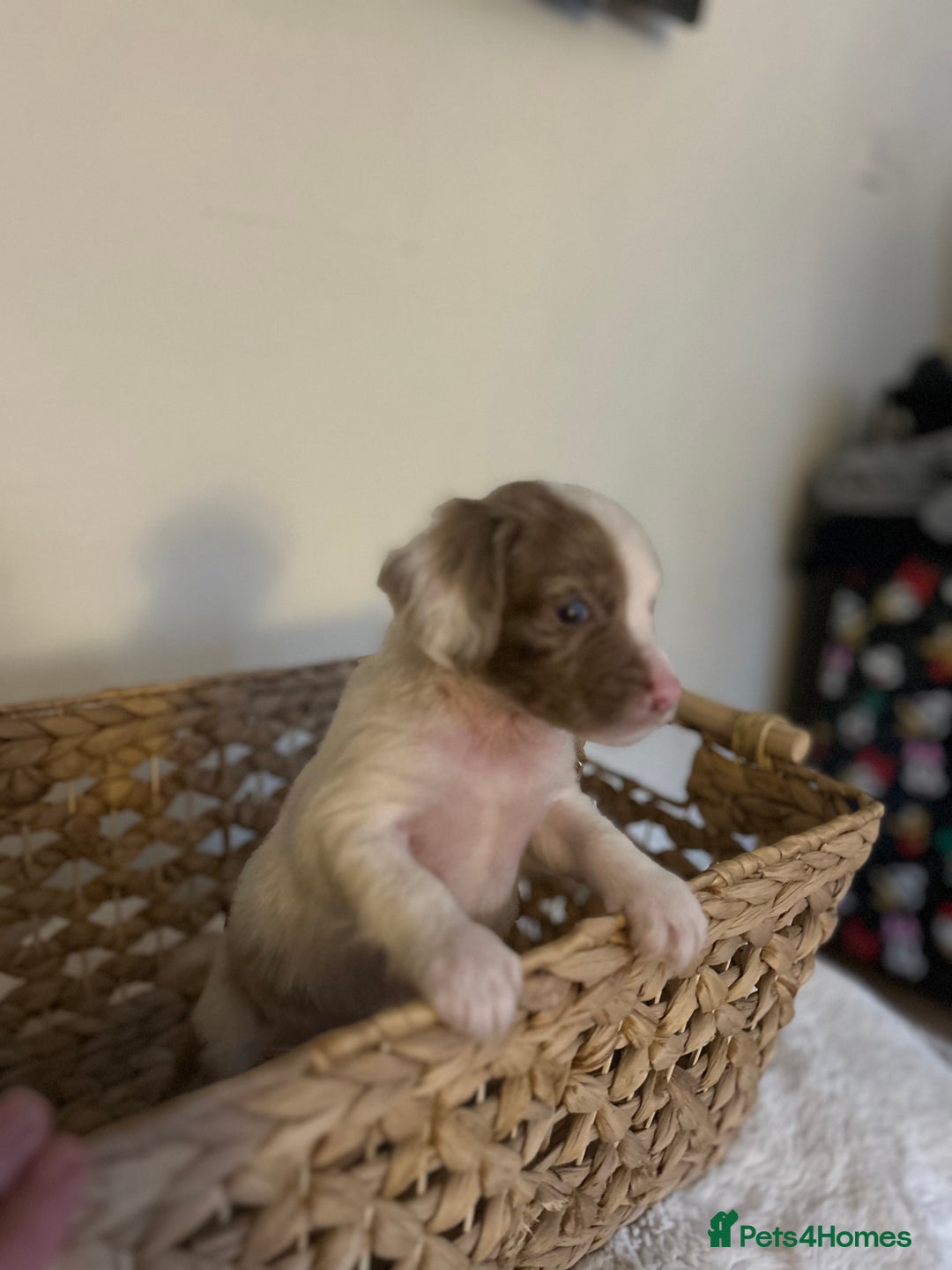 Cocker Spaniel dogs for sale: Merle cocker spaniel puppies  - Advert 3