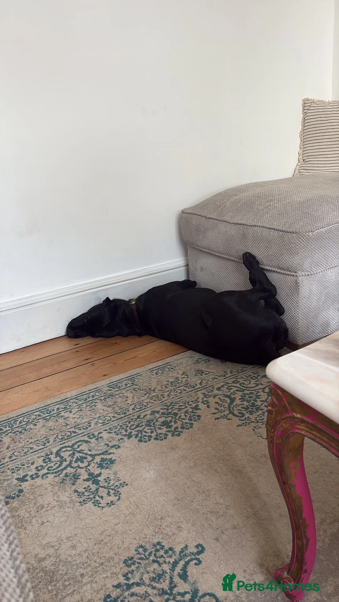 Labrador Retriever dogs for sale: Beautiful Male Black Labrador Looking for Home in Camborne - Advert 2