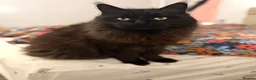 Maine Coon cats for sale: Purebred Maine Coon Kittens.Blue,Black Smoke,Tabby - Advert 2