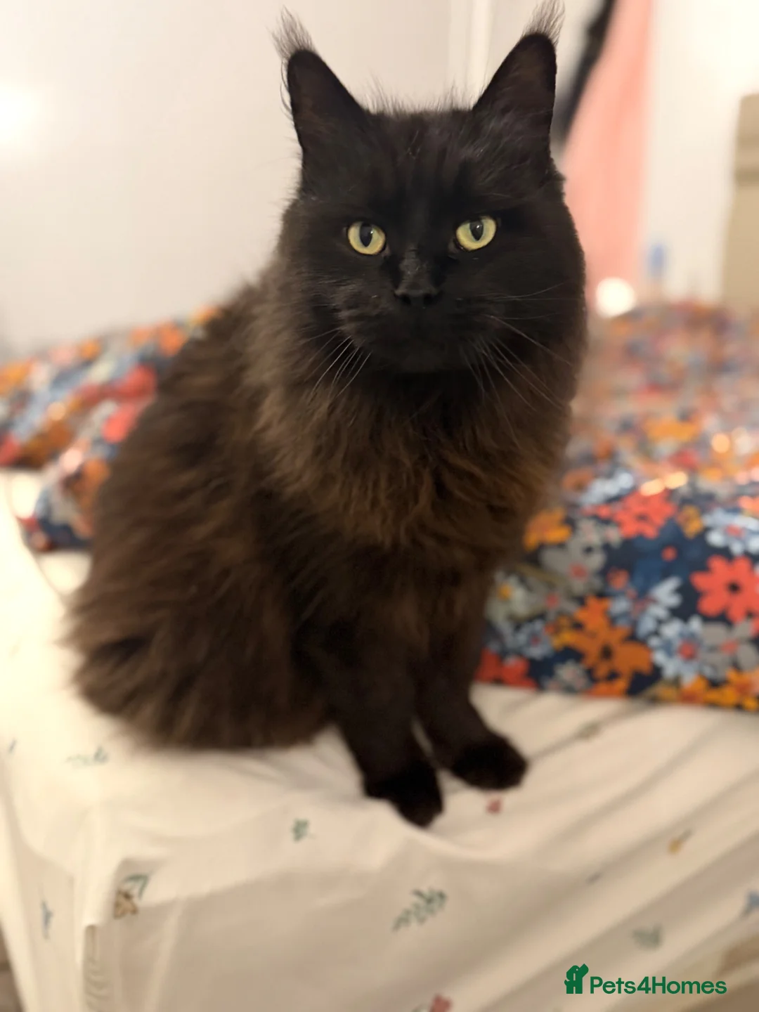 Maine Coon cats for sale: Purebred Maine Coon Kittens.Blue,Black Smoke,Tabby - Advert 2