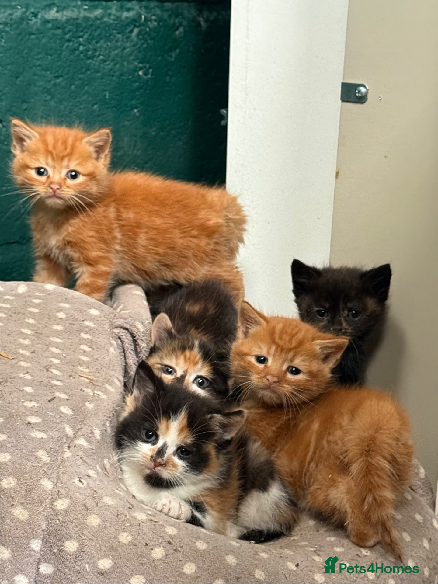 Mixed Breed cats Beautiful Fluffy Kittens - Advert 1