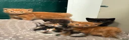 Mixed Breed cats for sale: Beautiful Fluffy Kittens - Advert 1