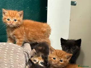 Mixed Breed cats Beautiful Fluffy Kittens - Advert 1