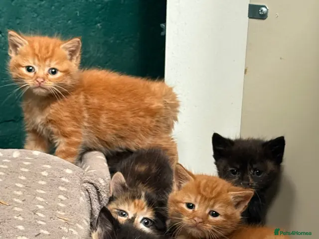 Mixed Breed cats for sale: Beautiful Fluffy Kittens - Advert 8