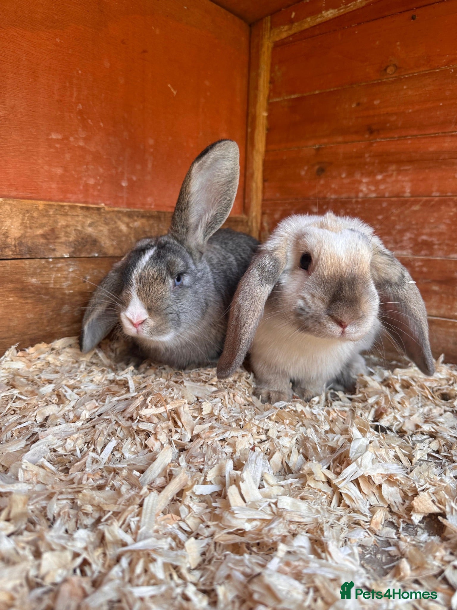 Mixed Breed rabbits Baby Rabbits  - Advert 2
