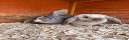 Mixed Breed rabbits for sale: Baby Rabbits  - Advert 1