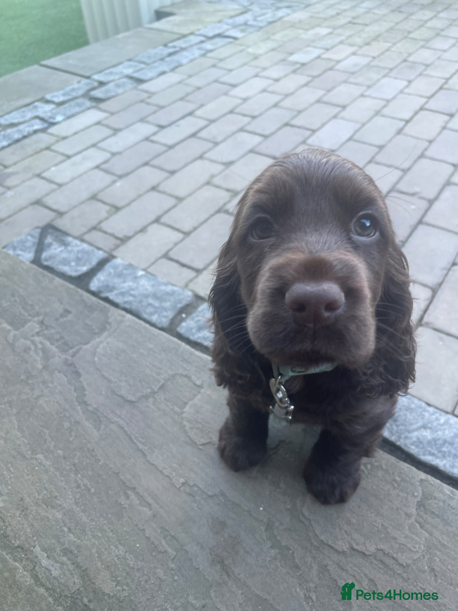 Cocker Spaniel dogs Cocker spaniel girl  - Advert 3