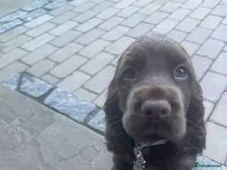 Cocker Spaniel dogs Cocker spaniel girl - Advert 3