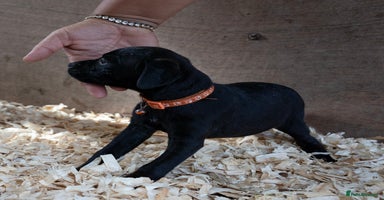 Patterdale Terrier dogs - Advert 9