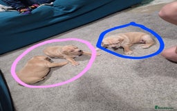 Staffordshire Bull Terrier dogs for sale: Beautiful staffie x puppies  - Image 2