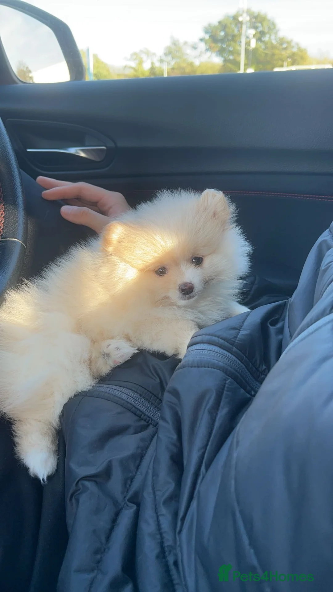 Pomeranian dogs for stud: Pomeranian ready to be stud. - Advert 5