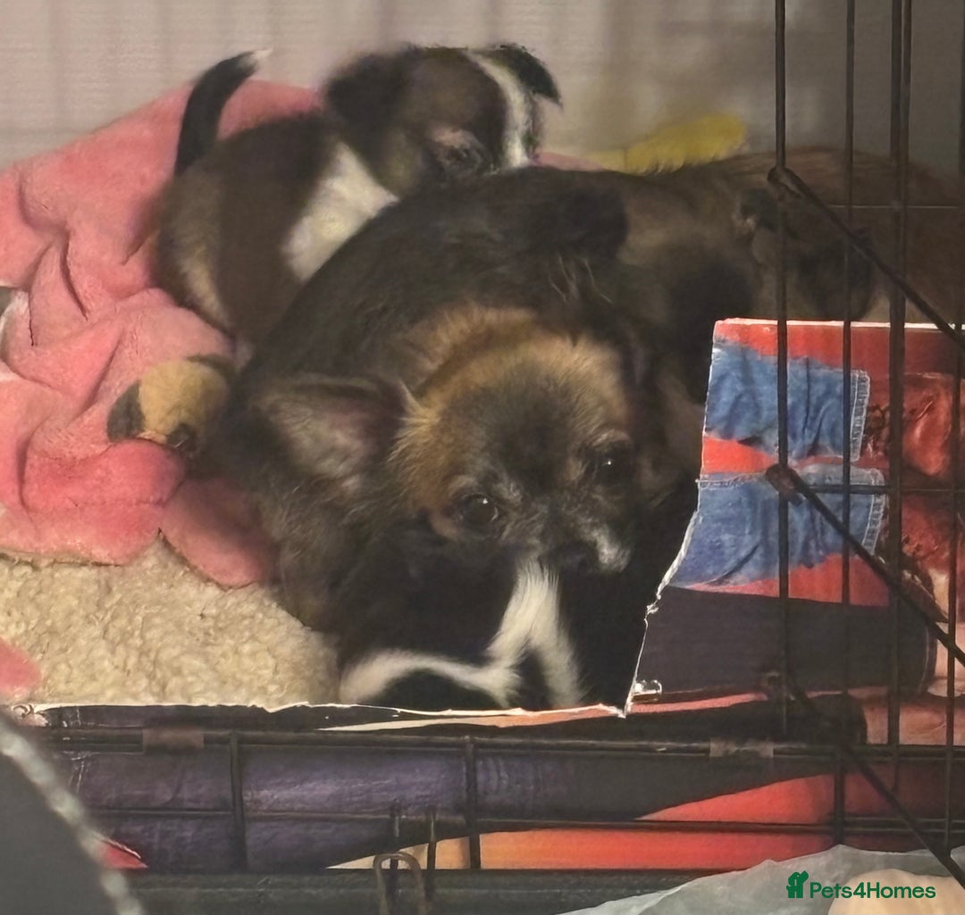 Chihuahua dogs for sale: Lovely long haired Chihuahua  - Advert 9