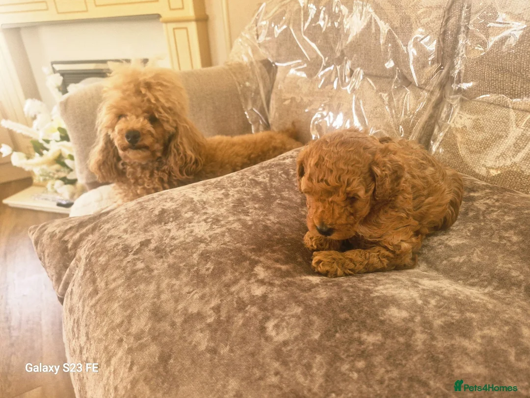 Toy Poodle dogs for sale: Toy Poodle Boy - Advert 1