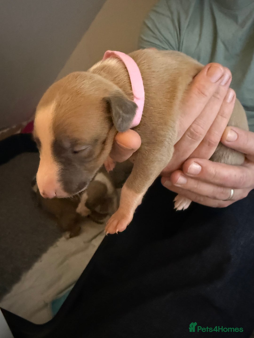 Whippet dogs for sale: Beautiful pedigree whippet puppies - Cornwall - Advert 10