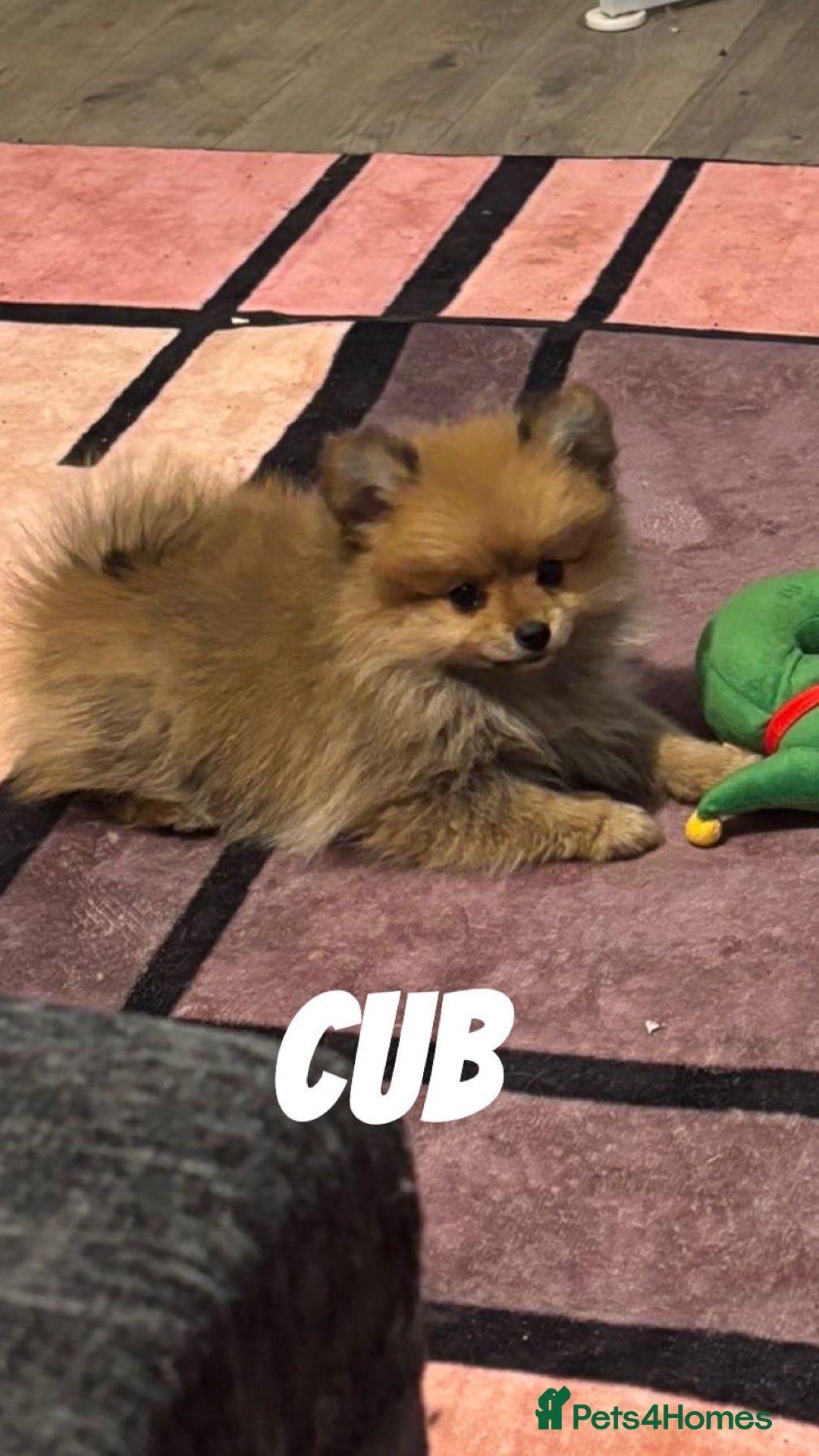 Pomeranian dogs for sale: Pomeranian puppies - Advert 2