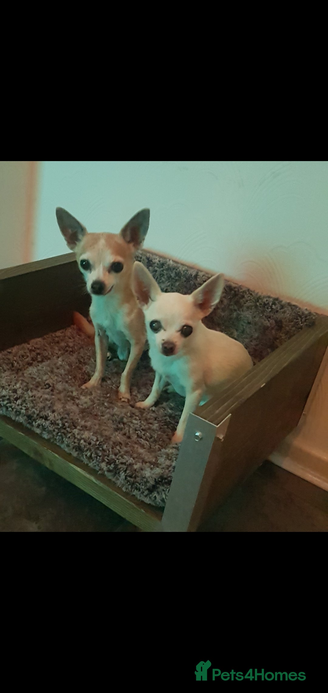 Chihuahua dogs for sale: Adult Chihuahua free 2 good home! - Image 2