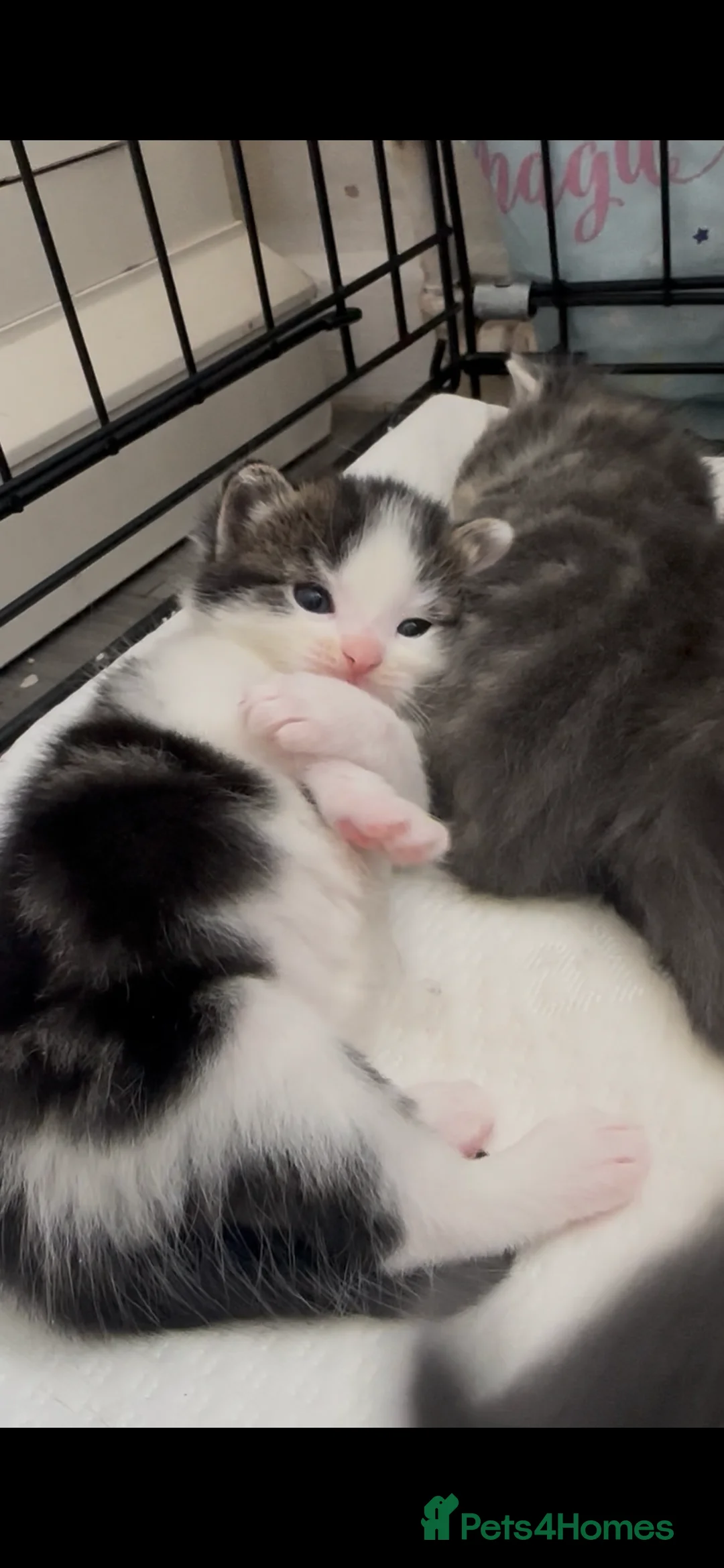 British Longhair cats for sale: Male kittens 💙 - Advert 2