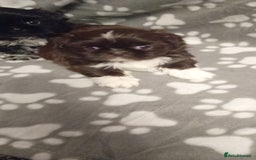 Shih Tzu dogs for sale: Shihtzu minature puppies stunning - Image 9