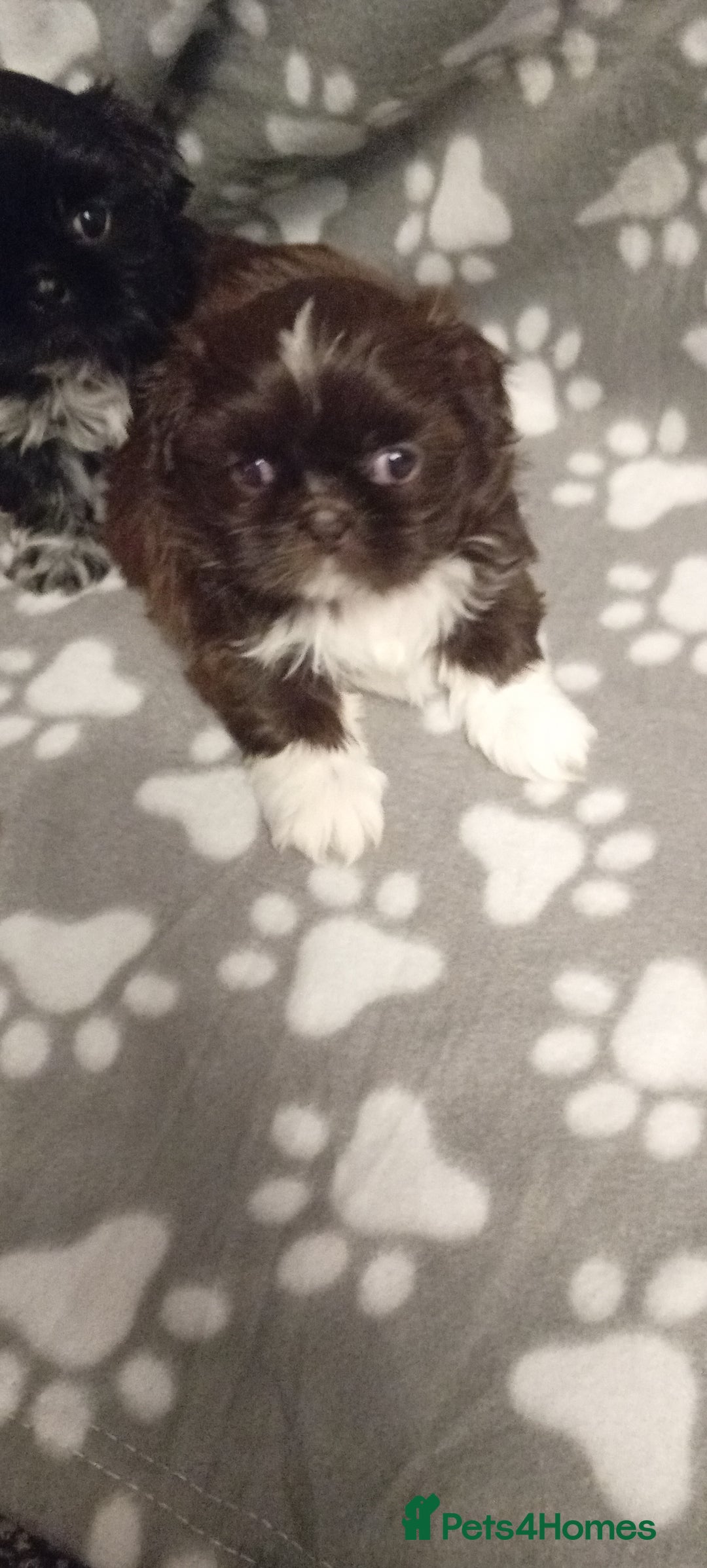 Shih Tzu dogs for sale: Shihtzu minature puppies stunning - Image 9