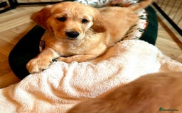 Golden Retriever dogs for sale: 🐾 KC Registered Golden Retriever Puppies 🐾 - Image 1
