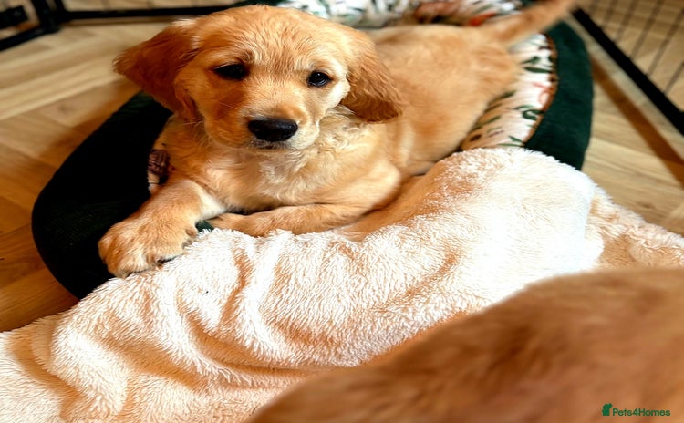 Golden Retriever dogs - Advert 4