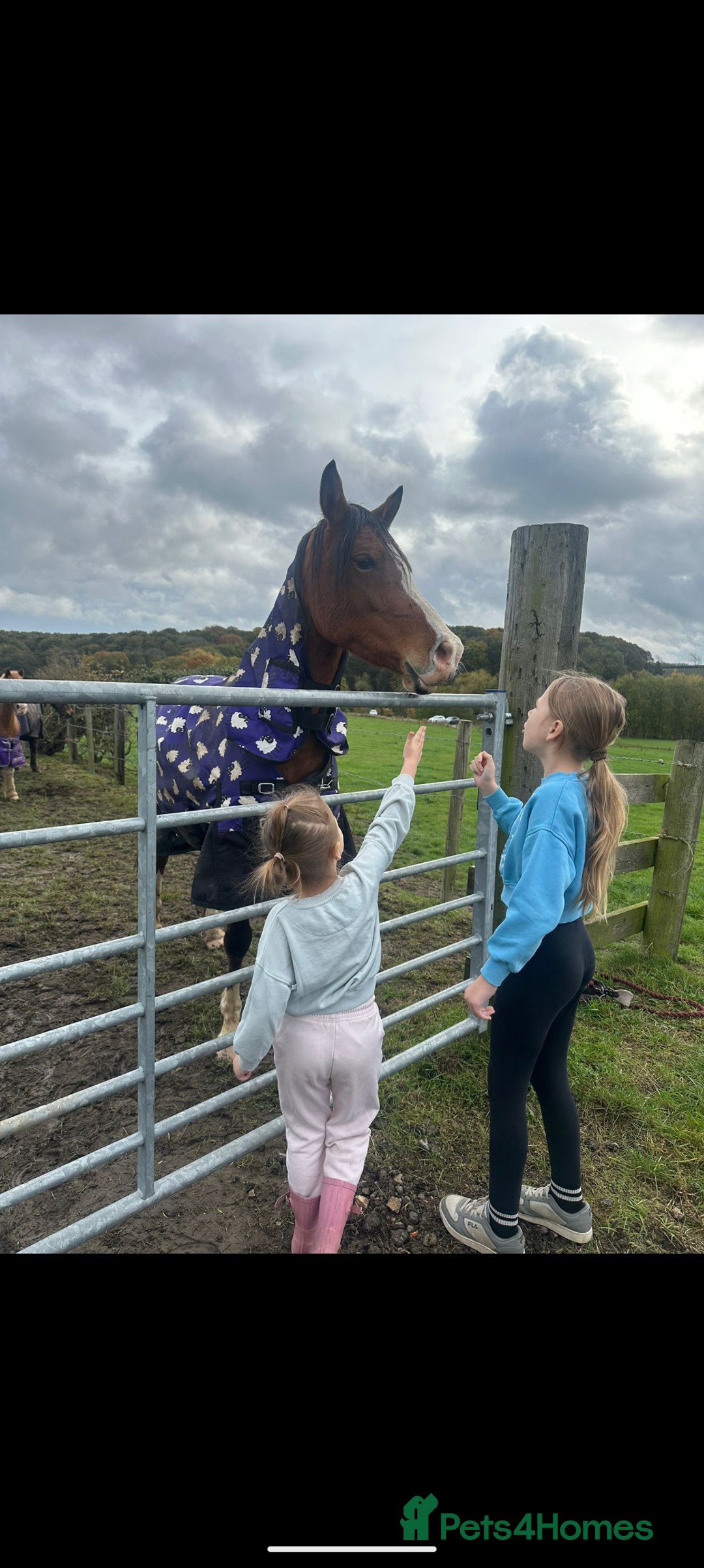 Welsh Section D horses for sale: Welsh D X Arab 4 year old - Advert 2