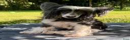 Chinese Crested dogs for adoption: 🐾 Gloria – Female Chinese Crested Dog 🐾 - Advert 1