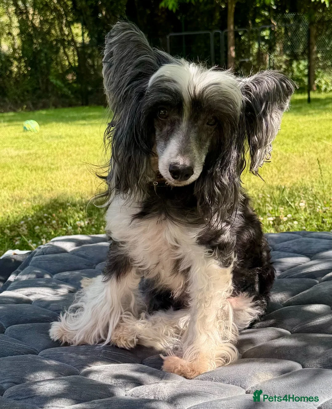 Chinese Crested dogs for adoption: 🐾 Gloria – Female Chinese Crested Dog 🐾 - Advert 1