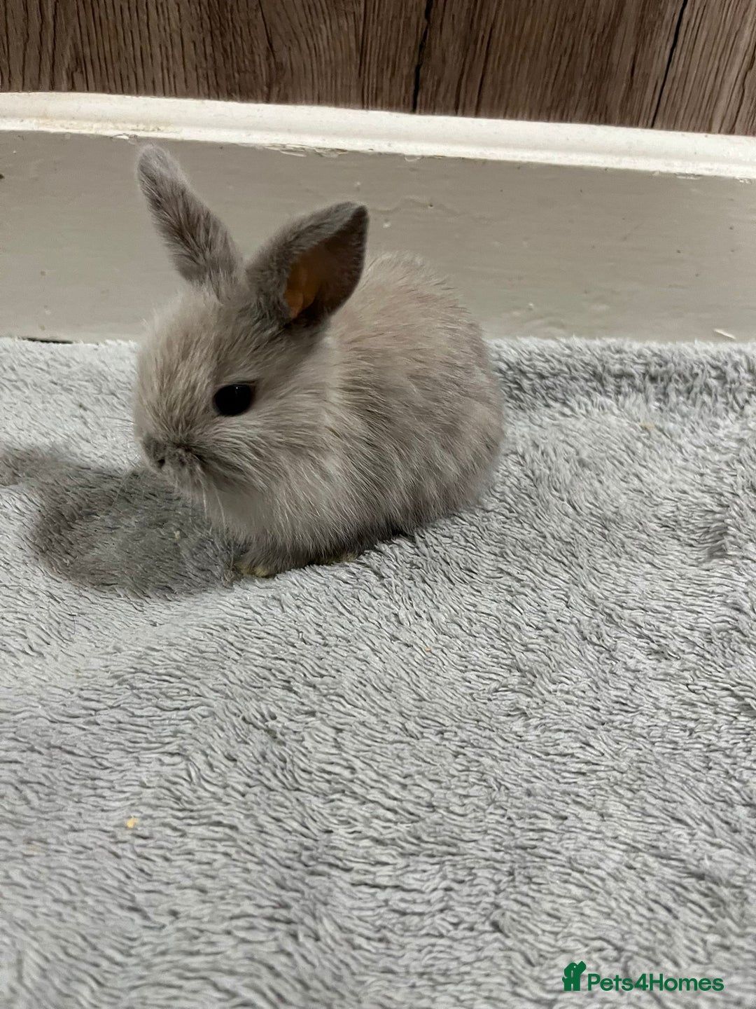 Dwarf Lop rabbits for sale: Beautiful litter of baby rabbits dwarf lop - Advert 1