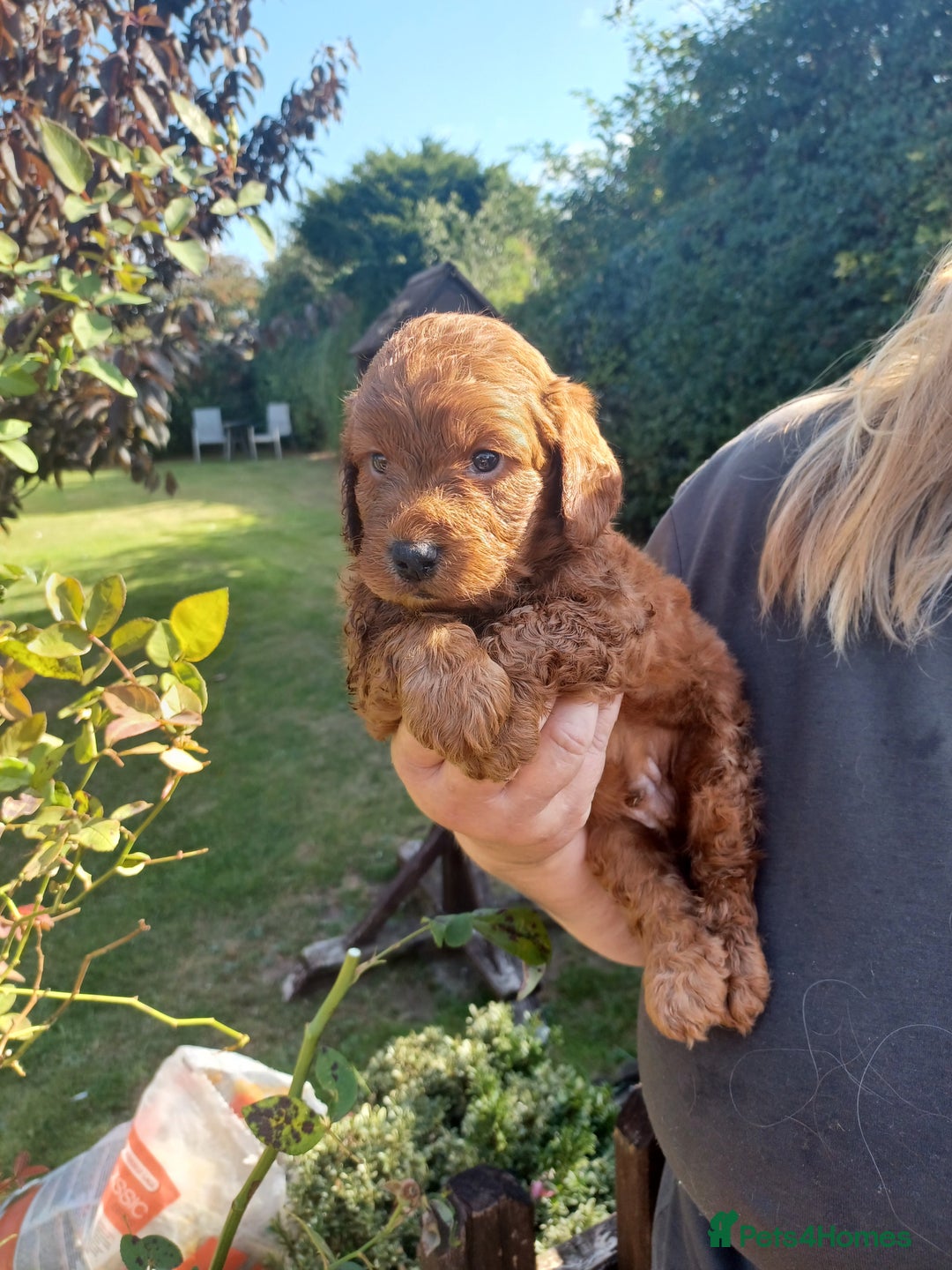 Cockapoo dogs for sale: Last one cockerpoo boy foxred  - Image 20