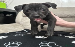 Staffordshire Bull Terrier dogs for sale: 2 Chunky staffy pups left !!! - Image 10