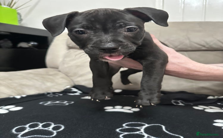 Staffordshire Bull Terrier dogs - Advert 1