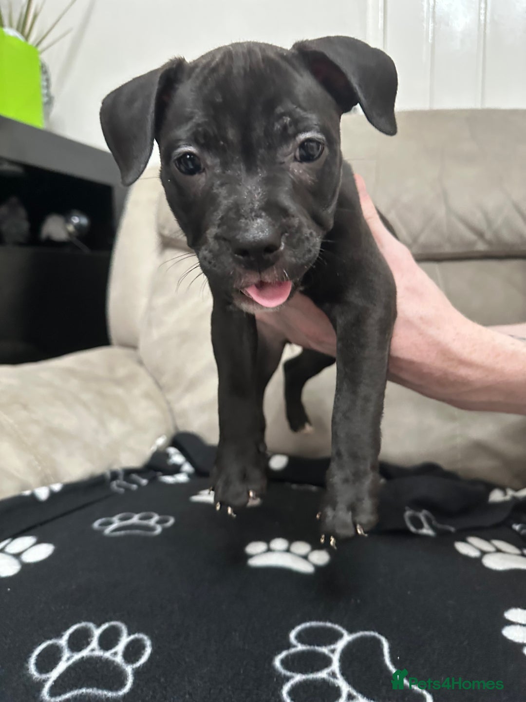 Staffordshire Bull Terrier dogs for sale: 2 Chunky staffy pups left !!! - Image 10