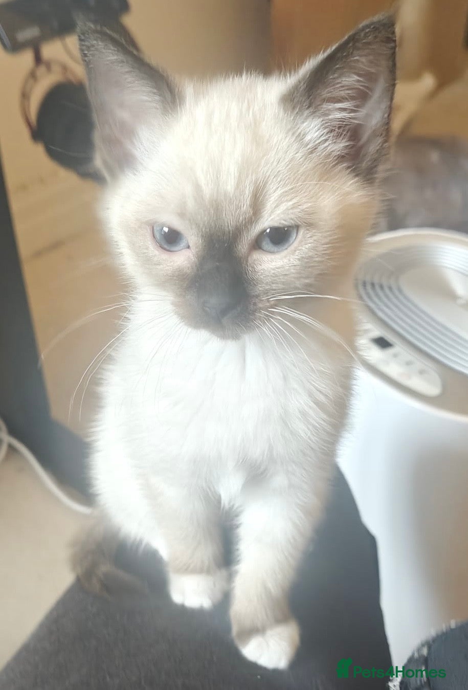 Siamese cats PLAYFUL LOVING CONFIDENT SIAMESE GIRL BLUE EYES - Advert 4