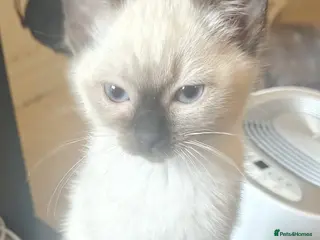 Siamese cats PLAYFUL LOVING CONFIDENT SIAMESE GIRL BLUE EYES - Advert 4