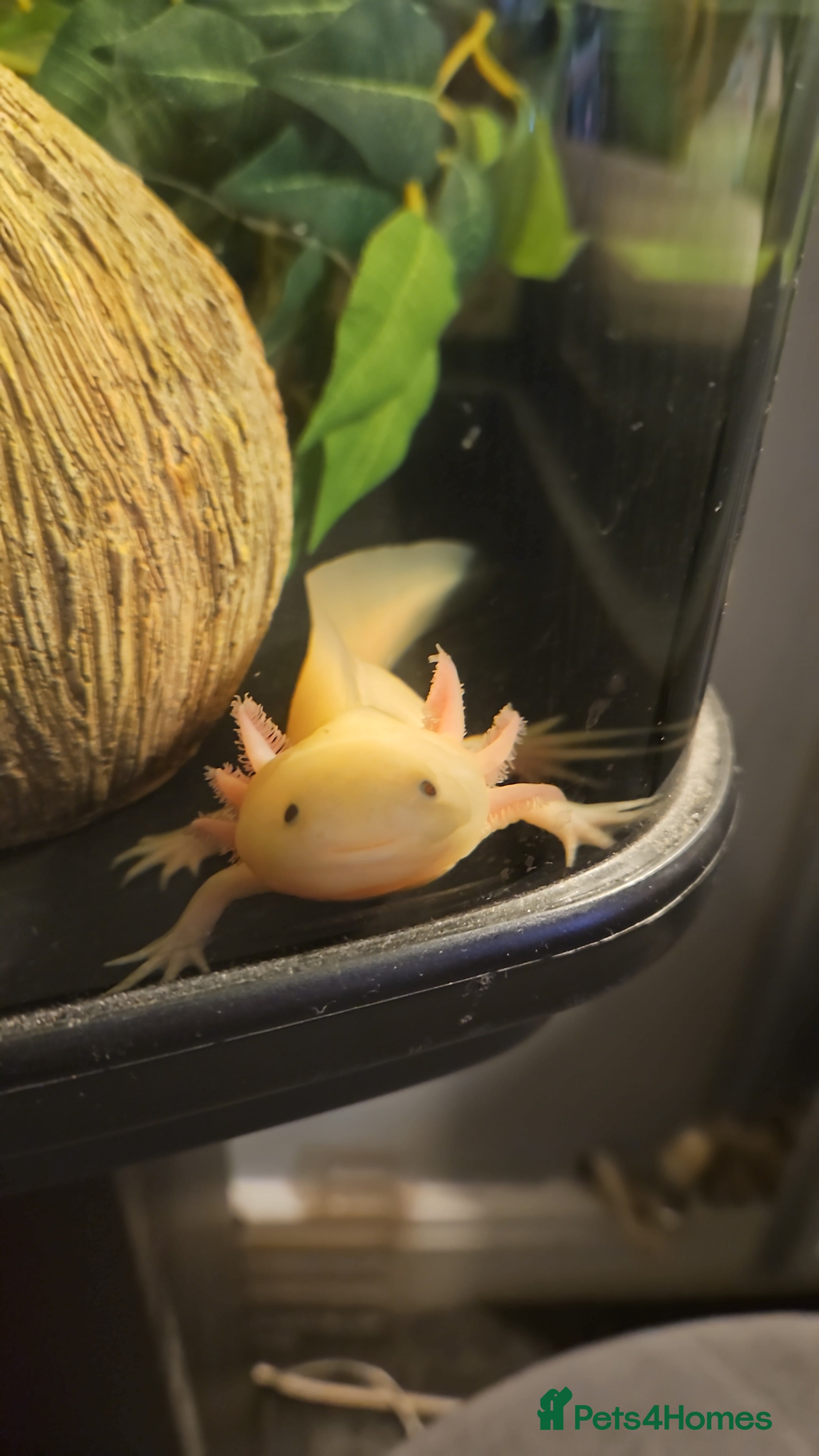 Axolotl reptiles Axolotl  - Advert 6