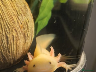 Axolotl reptiles Axolotl - Advert 2