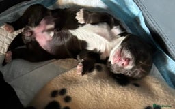 Cocker Spaniel dogs for sale: 🐶 COCKER SPANIEL PUPPIES 🐶  - Advert 10