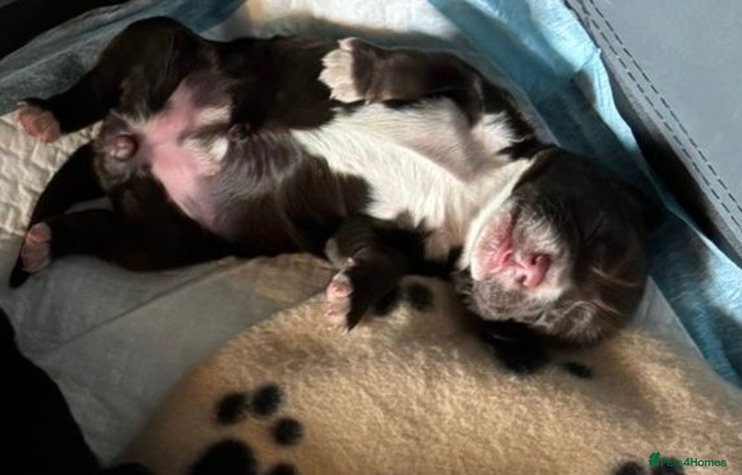 Cocker Spaniel dogs for sale: 🐶 COCKER SPANIEL PUPPIES 🐶  - Advert 10