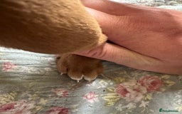 Mixed Breed dogs for sale: Vizla x Fox Red Lab (75/25) Puppies - Image 16