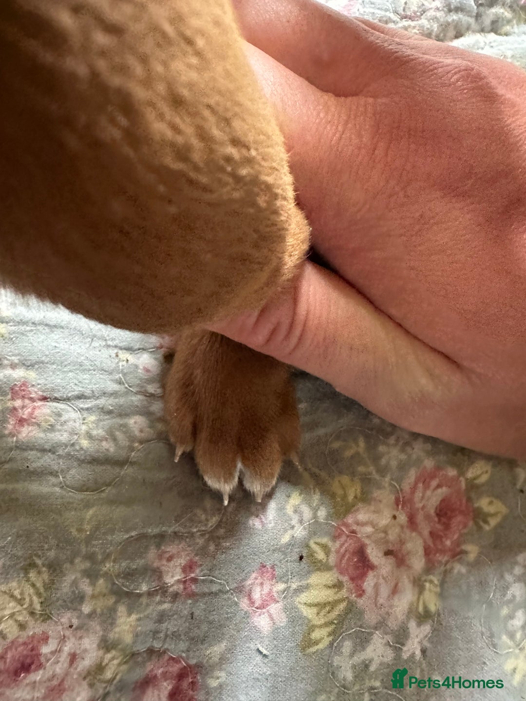 Mixed Breed dogs for sale: Vizla x Fox Red Lab (75/25) Puppies - Image 16