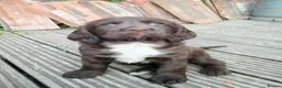 Sprocker dogs for sale: Sproker spaniel pups  - Advert 5