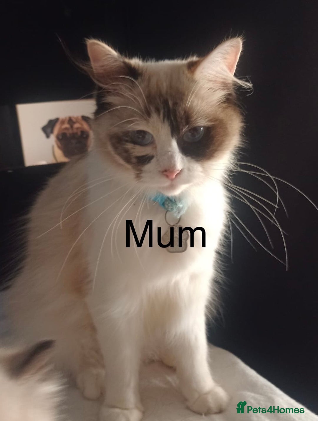 Ragdoll cats for sale: Female Ragdoll kitten  - Advert 2