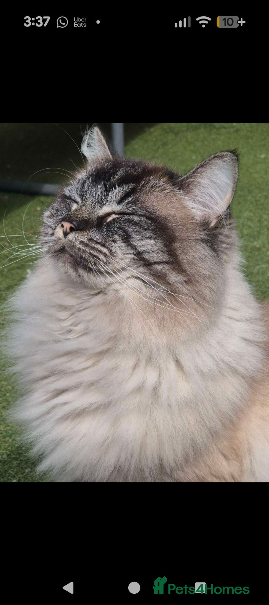 Ragdoll cats Beautiful lynx point male  - Advert 4