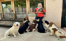 Sprocker dogs for sale: My sweet peas SPECIAL indeed x - Image 14
