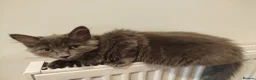 Mixed Breed cats for sale: Cookie  in Chatteris - Advert 1