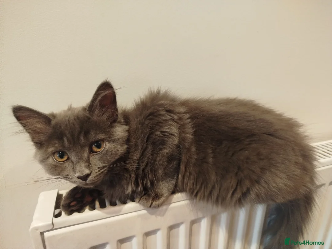 Mixed Breed cats for sale: Cookie  in Chatteris - Advert 1