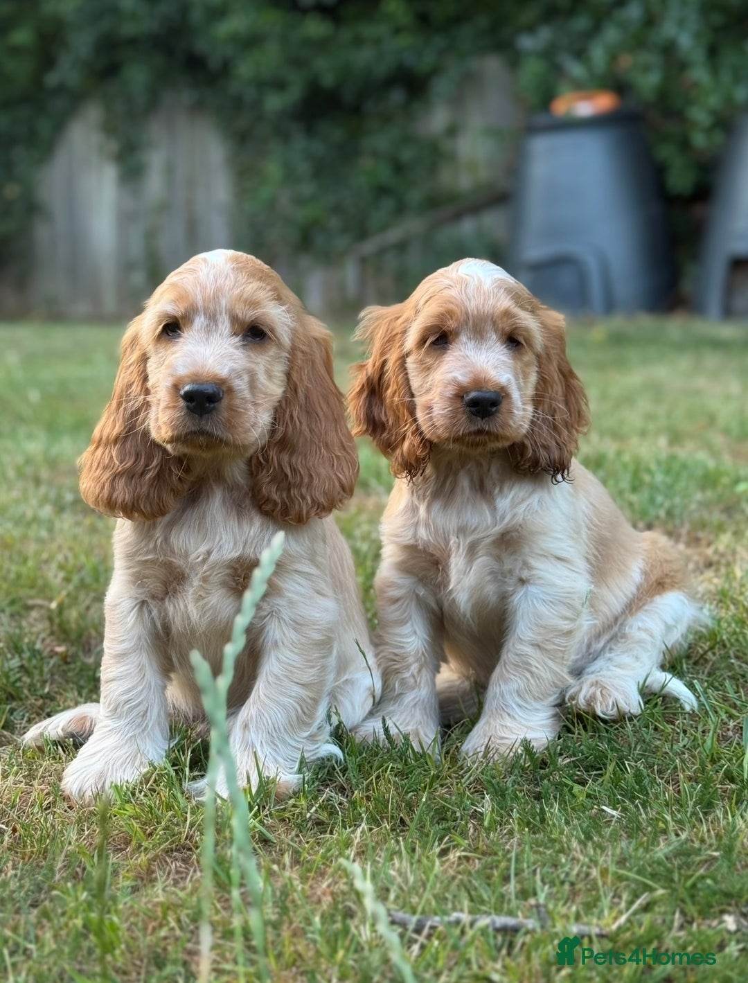 Cocker Spaniel dogs for sale: Last boy! Top quality show-type Cocker Spaniels! in Leicester - Image 9
