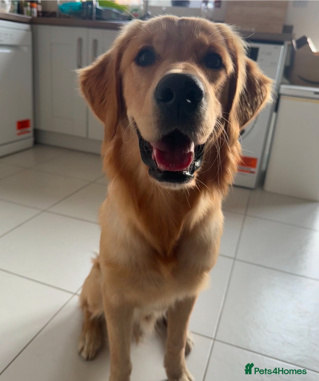 Golden Retriever dogs for sale: KC Registered Red/Golden Retriever Puppies - Advert 12