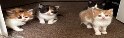 Mixed Breed cats for sale: 4 beautiful kittens for sale  in Slough - Advert 9